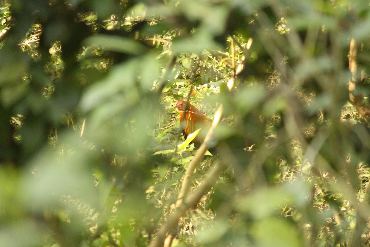 Red Junglefowl - ML646887070