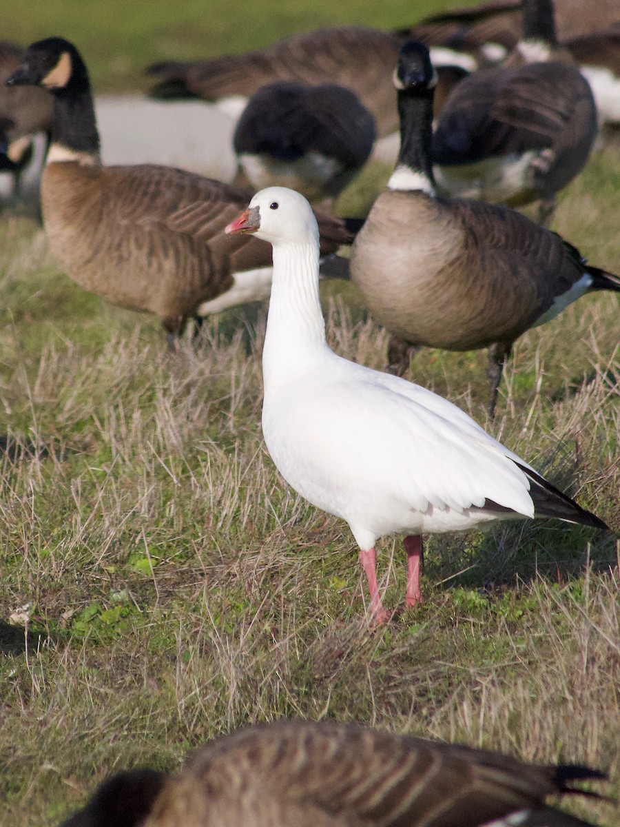 Ánsar de Ross - ML646887071