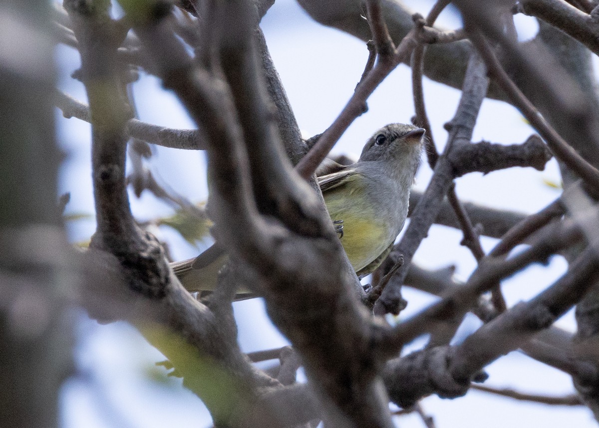 Southern Scrub-Flycatcher - ML646887072