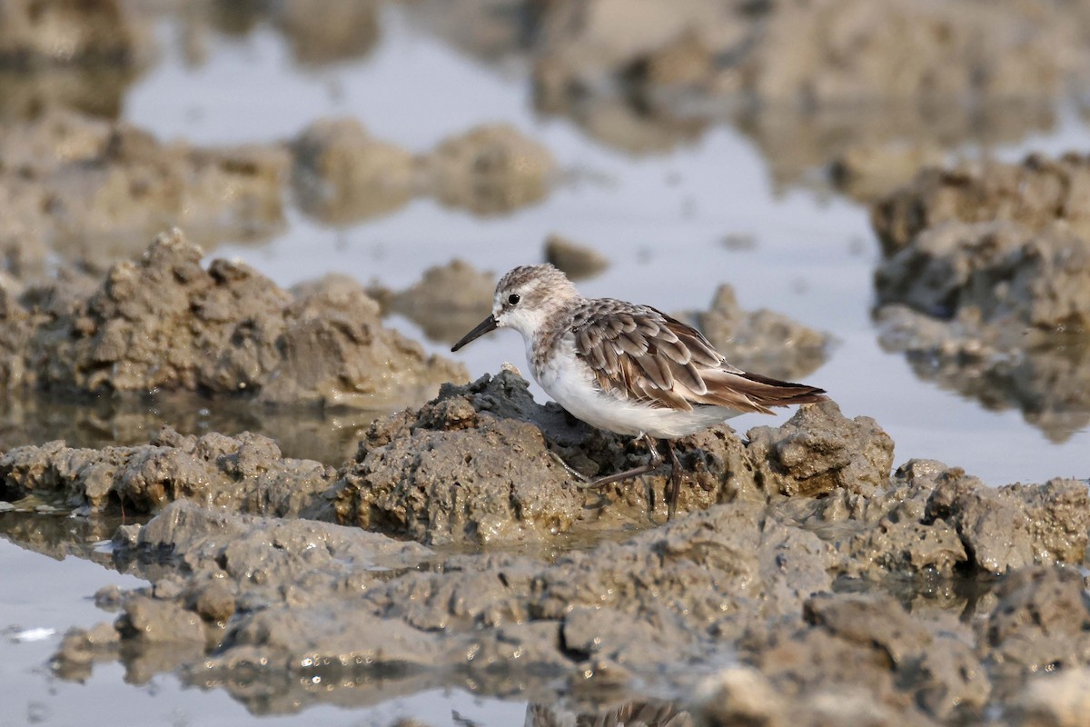 Zwergstrandläufer - ML646887075