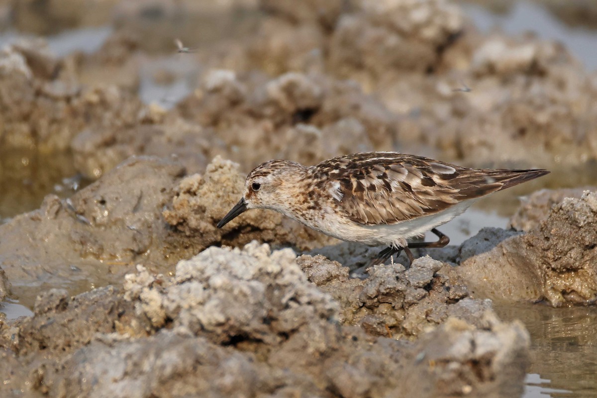 Zwergstrandläufer - ML646887076