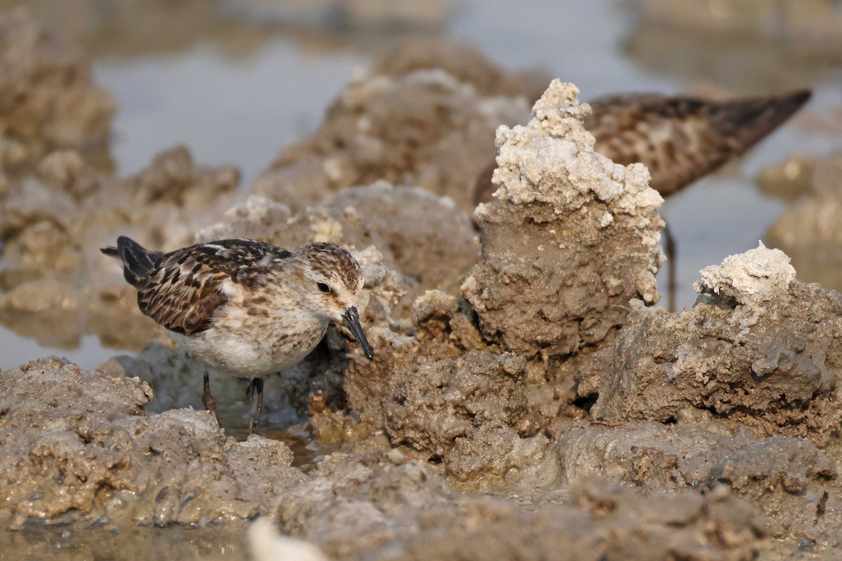 Zwergstrandläufer - ML646887077