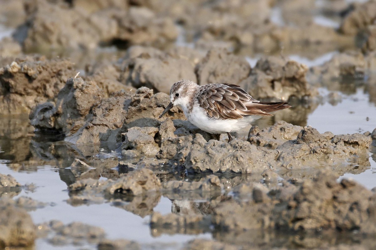 Zwergstrandläufer - ML646887078