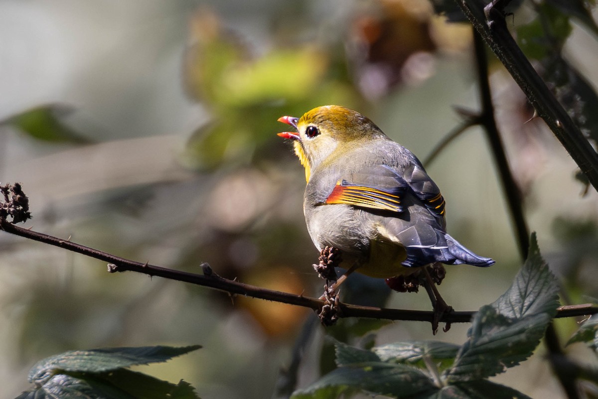 safrantimal - ML646887080