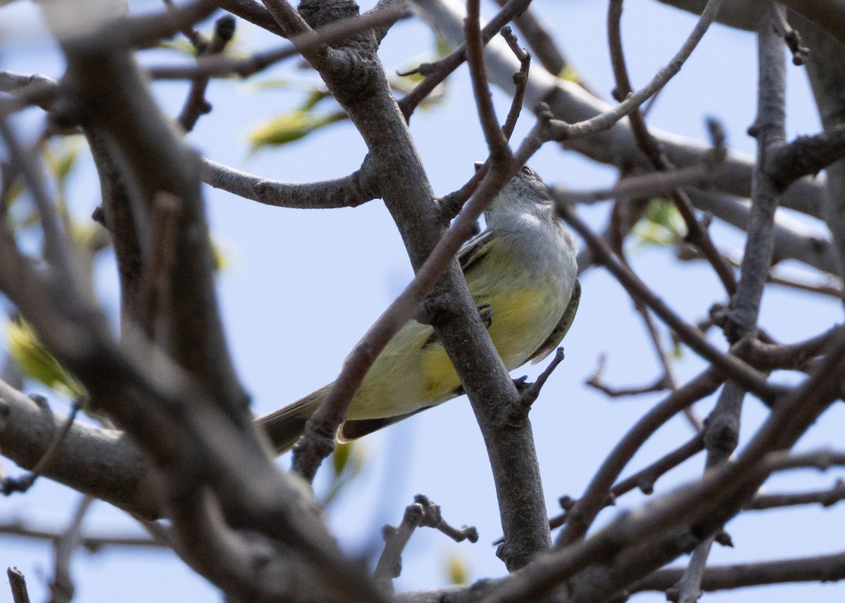 Southern Scrub-Flycatcher - ML646887081