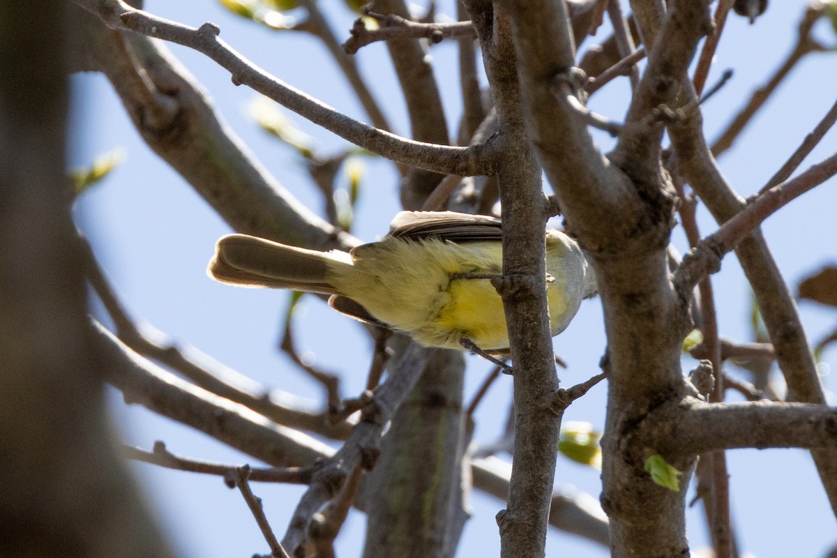 Southern Scrub-Flycatcher - ML646887091