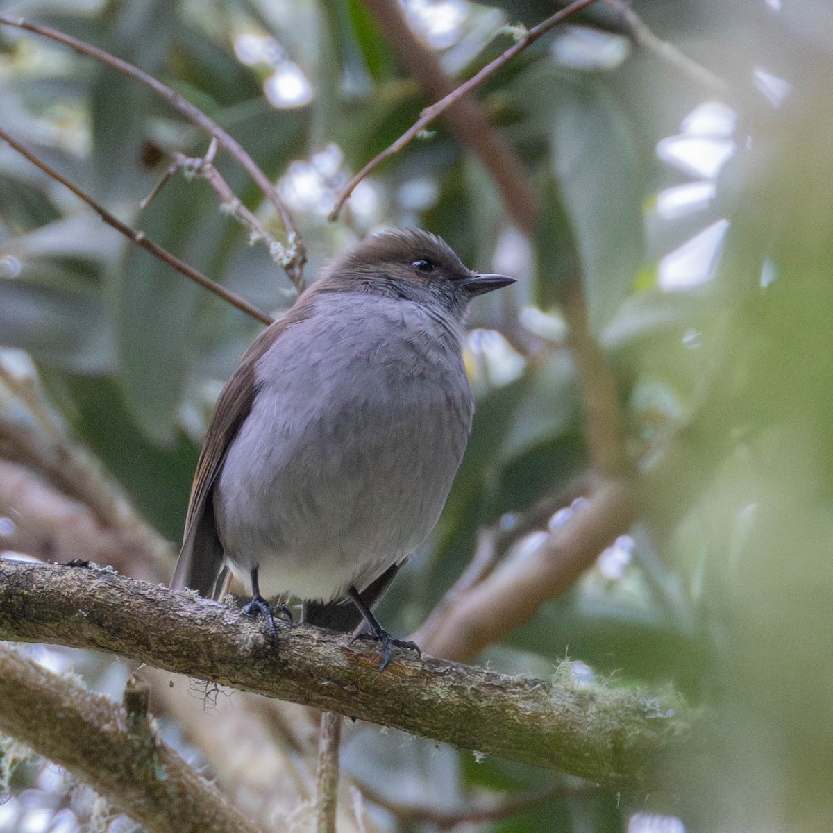 Omao Soliteri - ML646887092