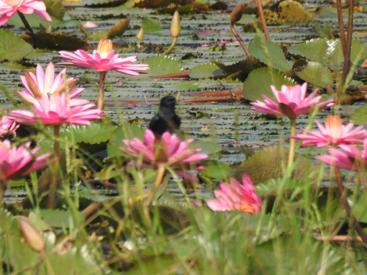 Drongo Real - ML646887098