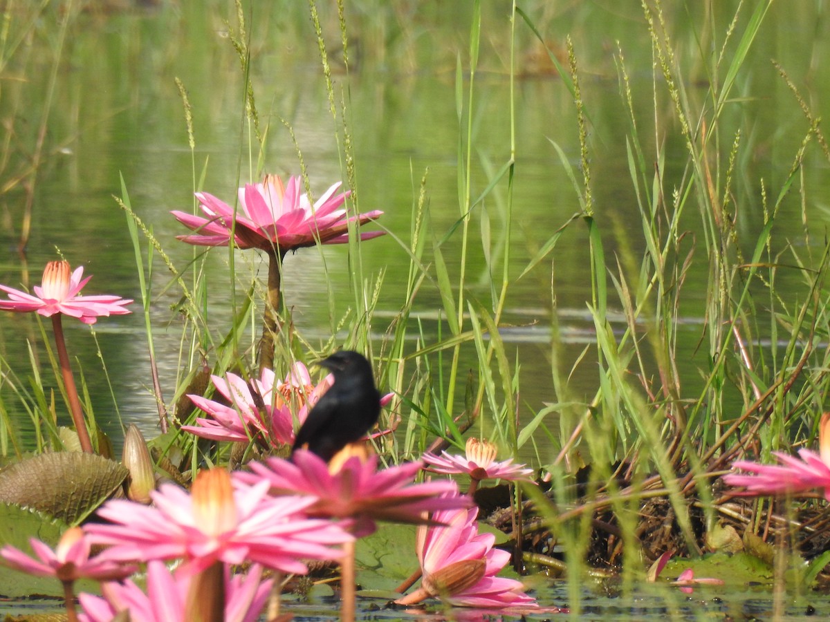 Drongo Real - ML646887102