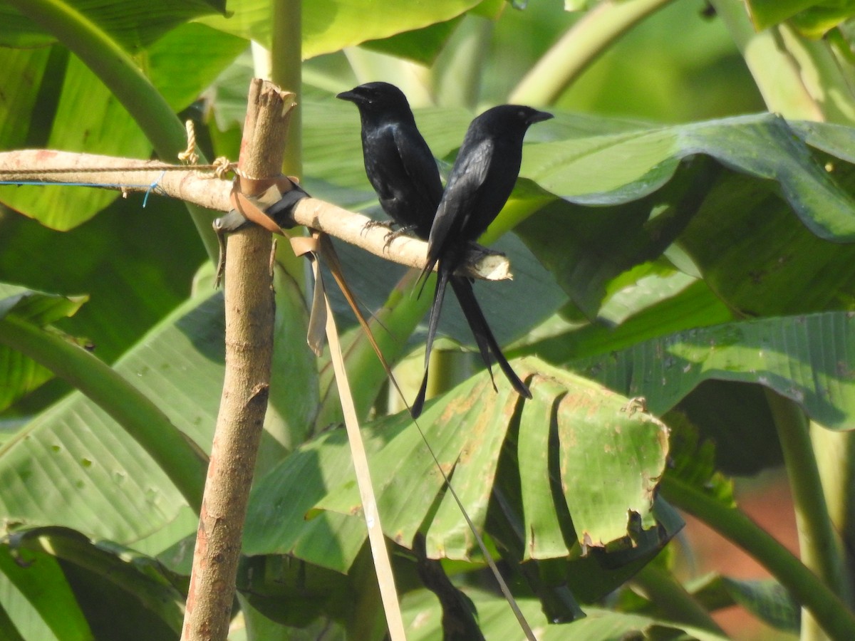 Drongo Real - ML646887104