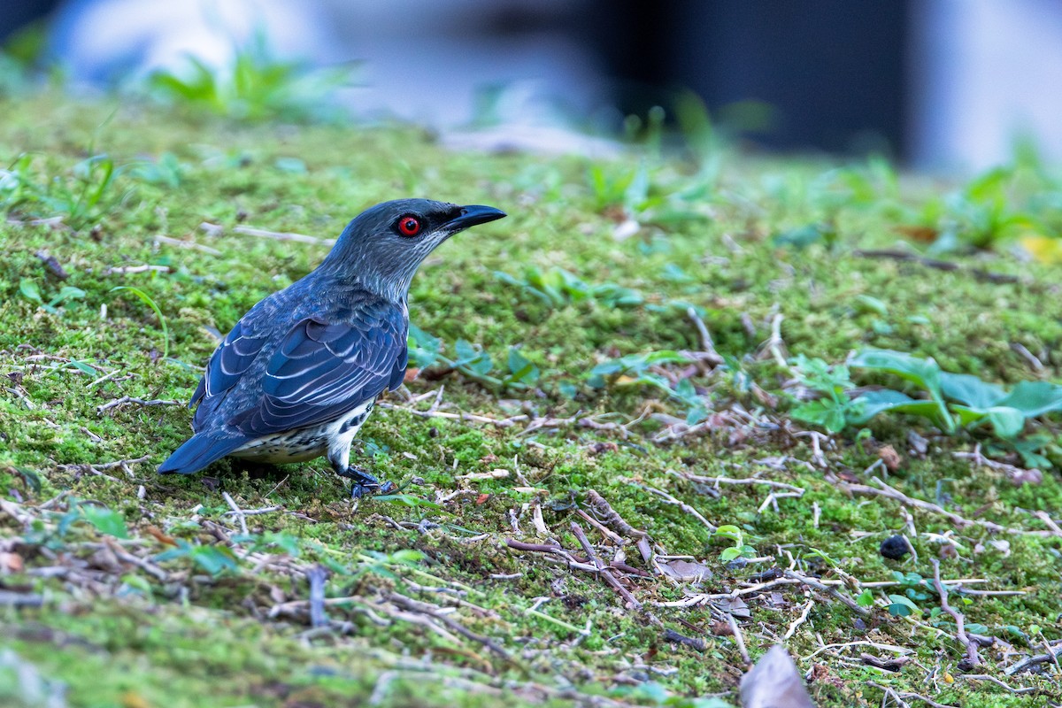 Malay Sığırcığı - ML646887114