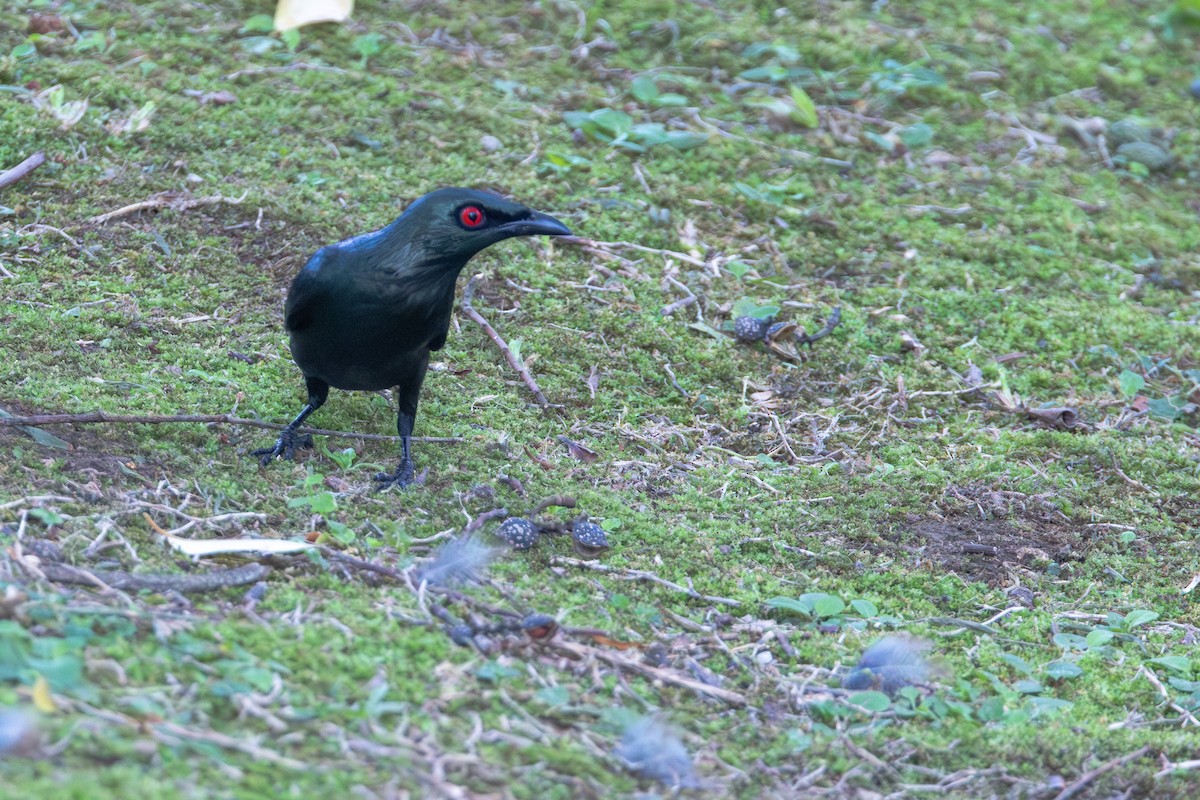 Malay Sığırcığı - ML646887115