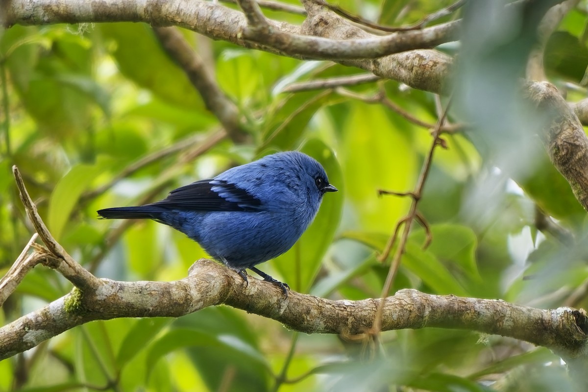 Tangara Azulinegra - ML646887116