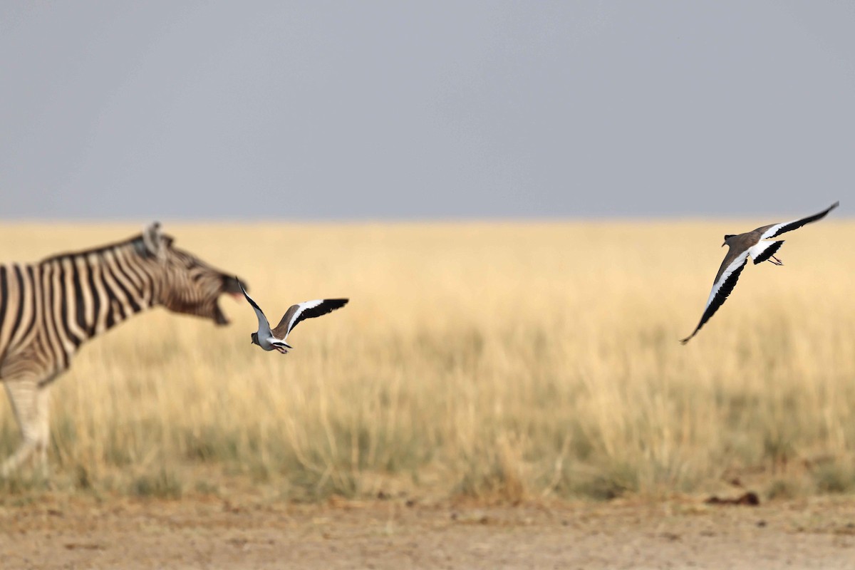 Avefría Coronada - ML646887118