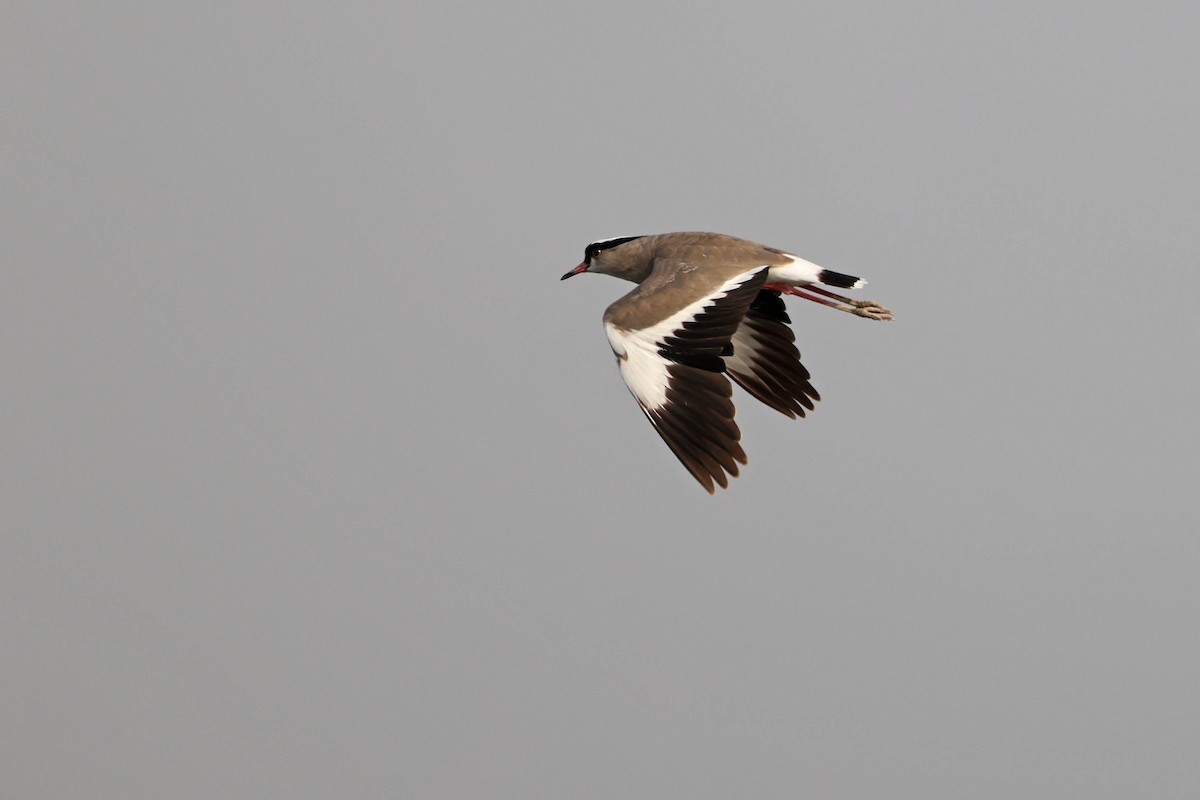 Avefría Coronada - ML646887119