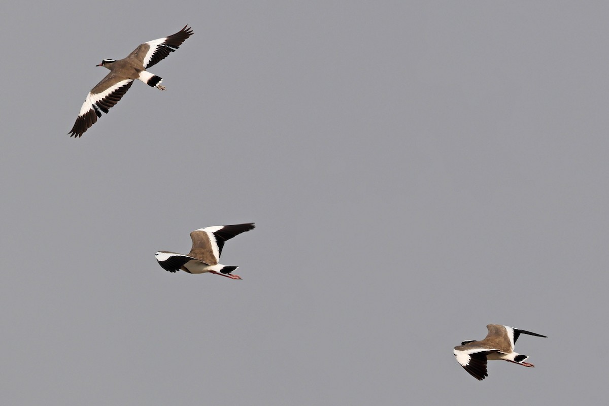 Avefría Coronada - ML646887120