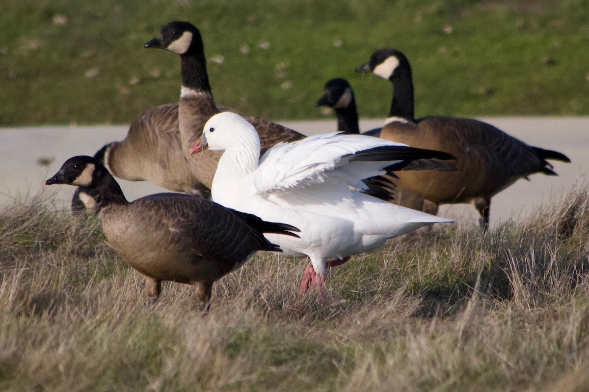 Küçük Kar Kazı - ML646887122