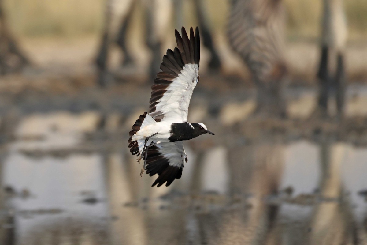 Avefría Armada - ML646887123