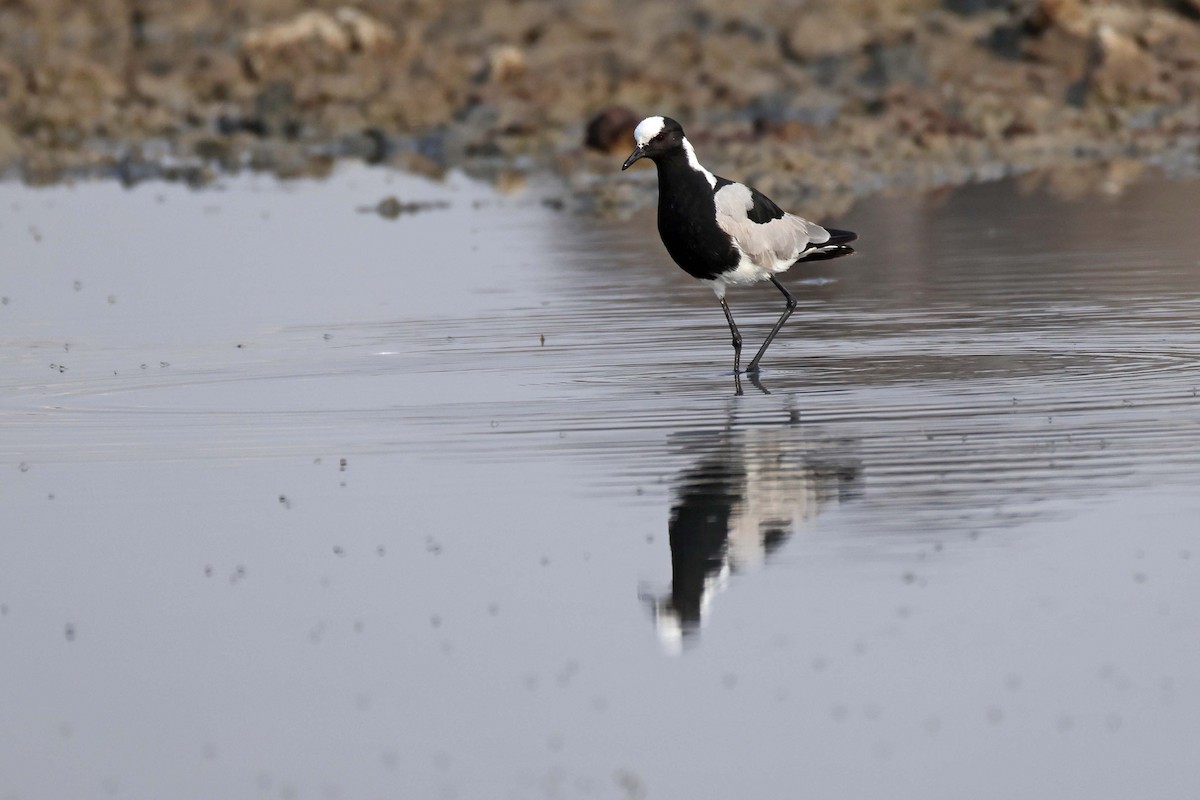 Avefría Armada - ML646887124