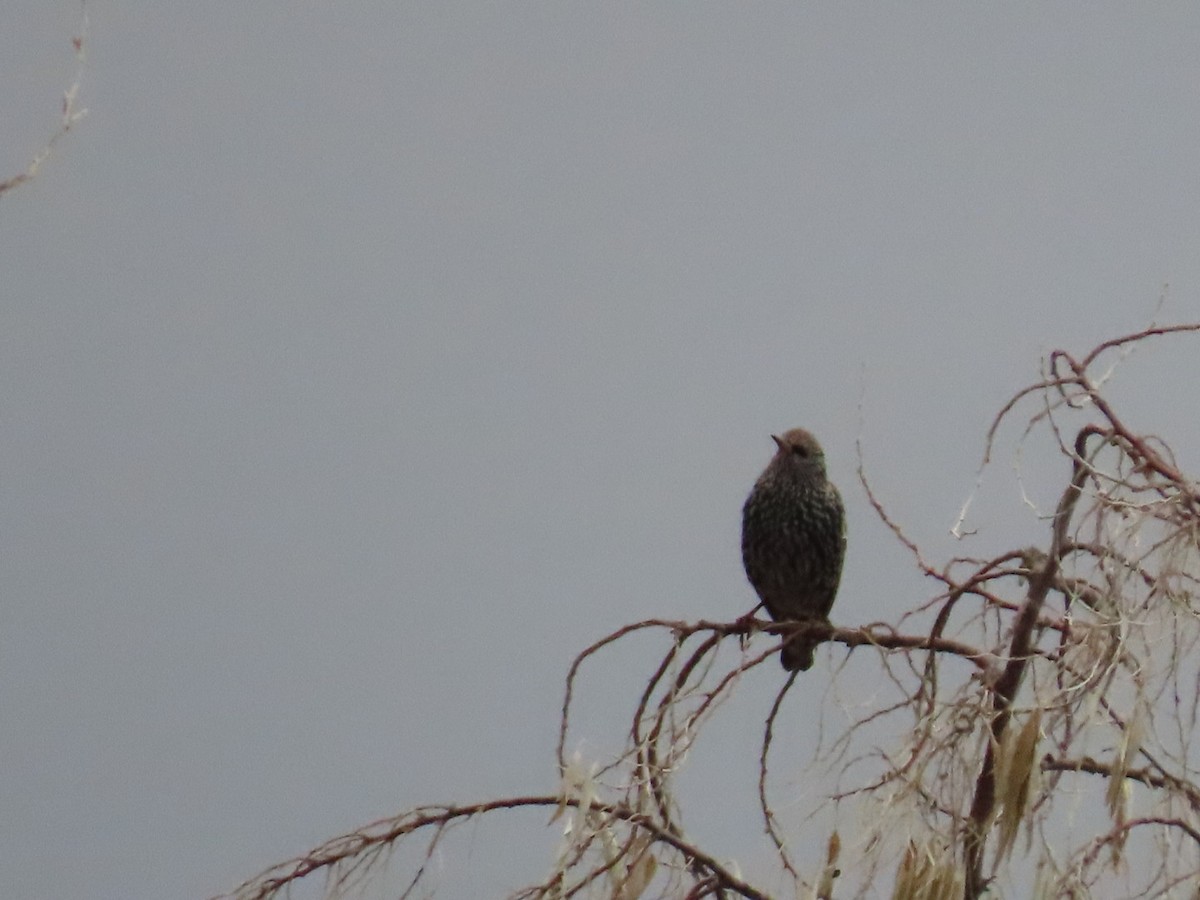 Estornino Pinto - ML646887125