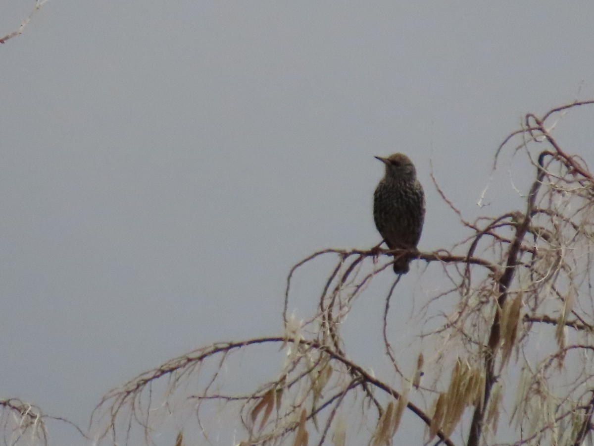 Estornino Pinto - ML646887126