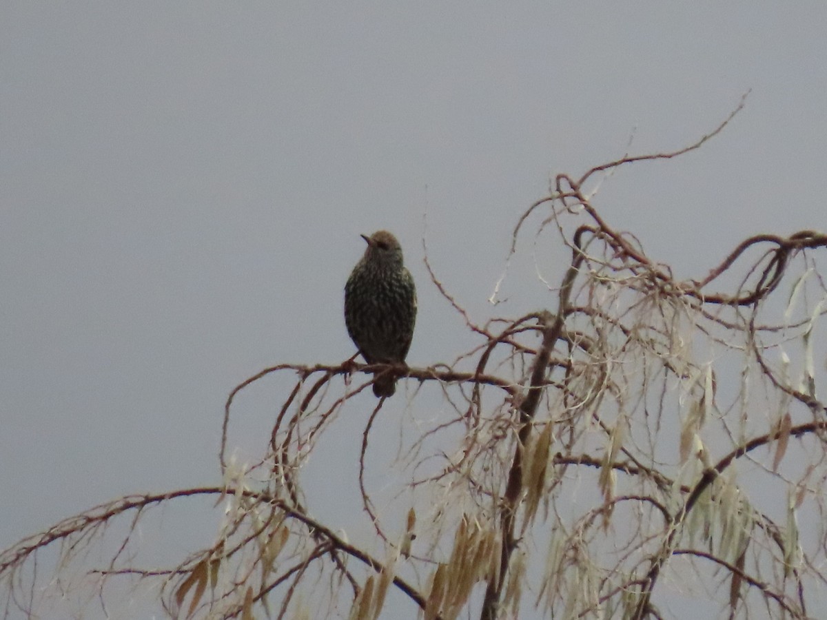 Estornino Pinto - ML646887127