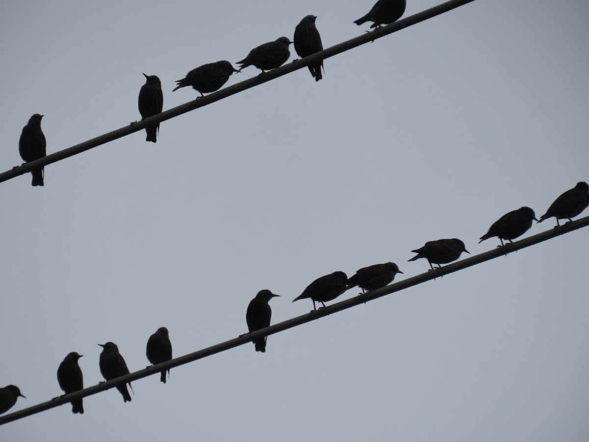 Estornino Pinto - ML646887128