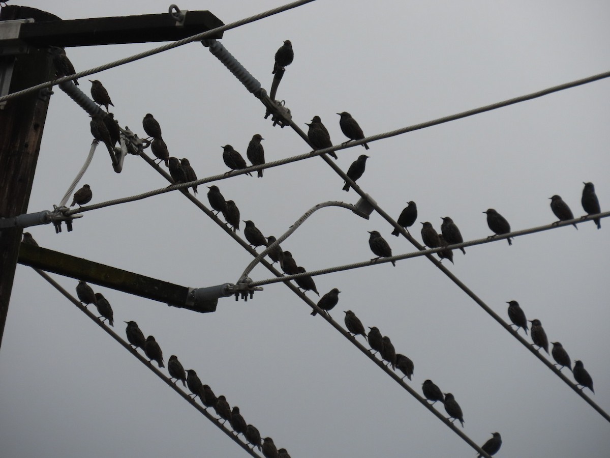 Estornino Pinto - ML646887129