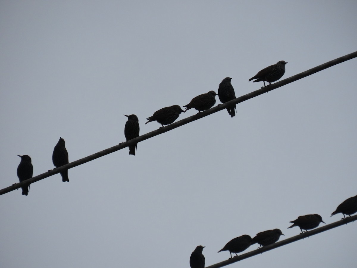 Estornino Pinto - ML646887130