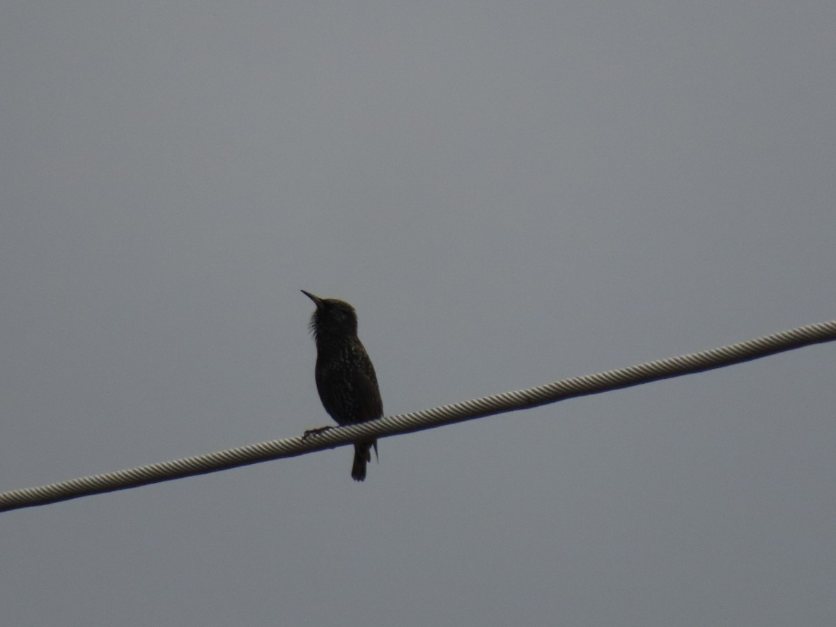 Estornino Pinto - ML646887131