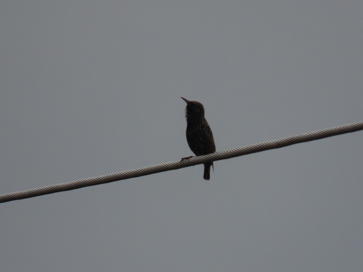 Estornino Pinto - ML646887132