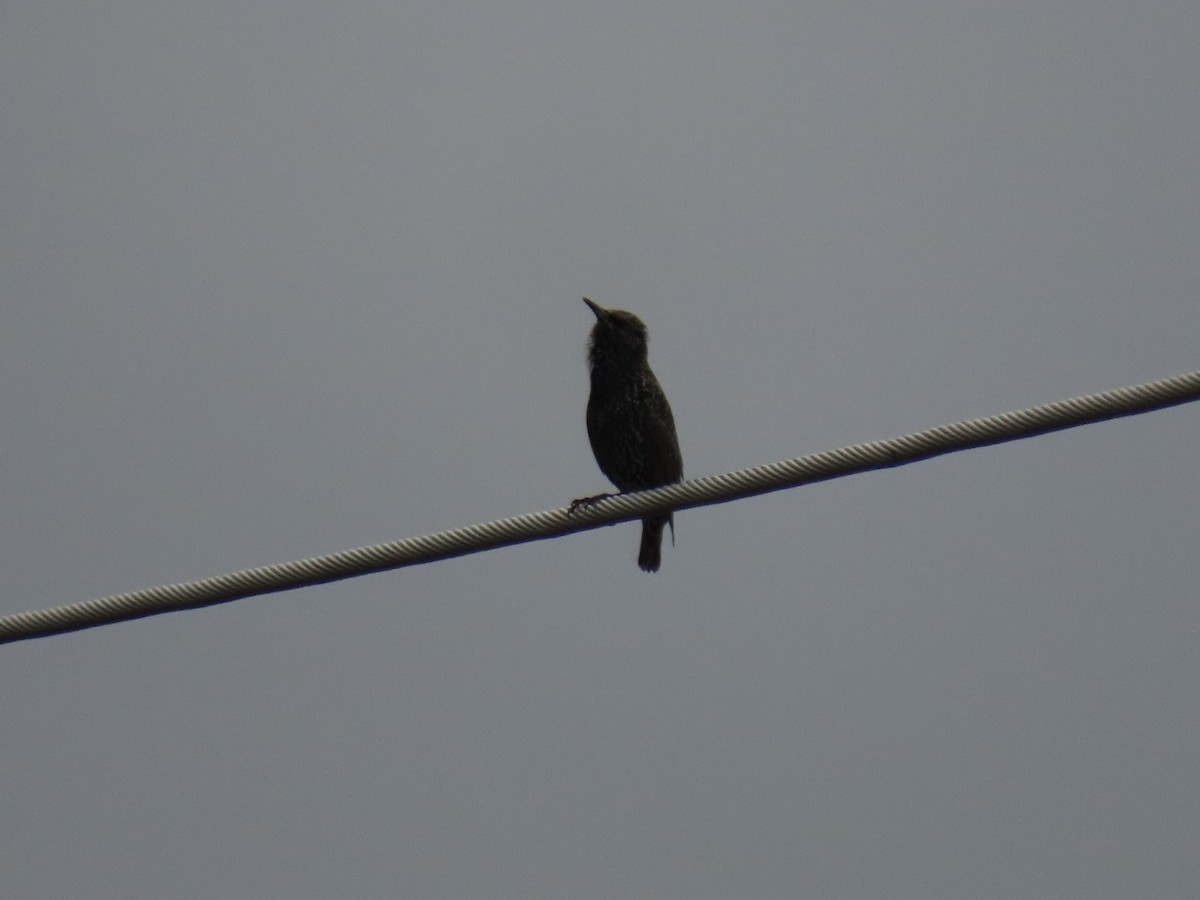 Estornino Pinto - ML646887133