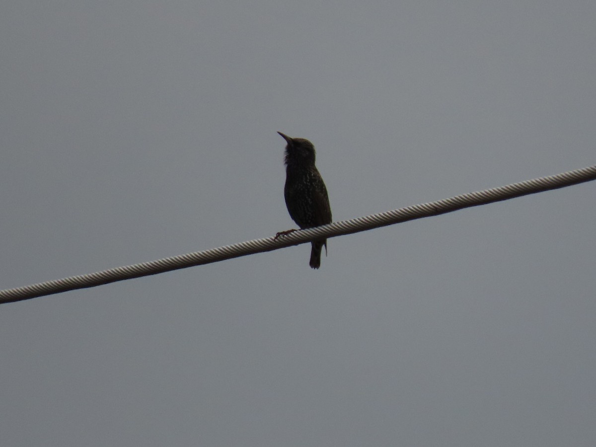 Estornino Pinto - ML646887134