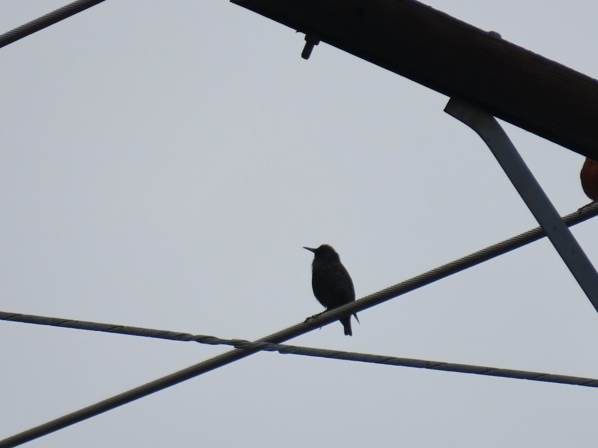 Estornino Pinto - ML646887135