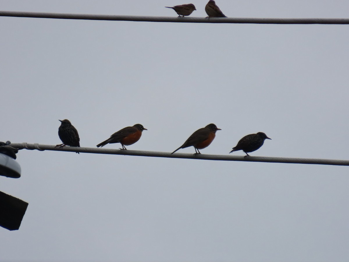 Estornino Pinto - ML646887136