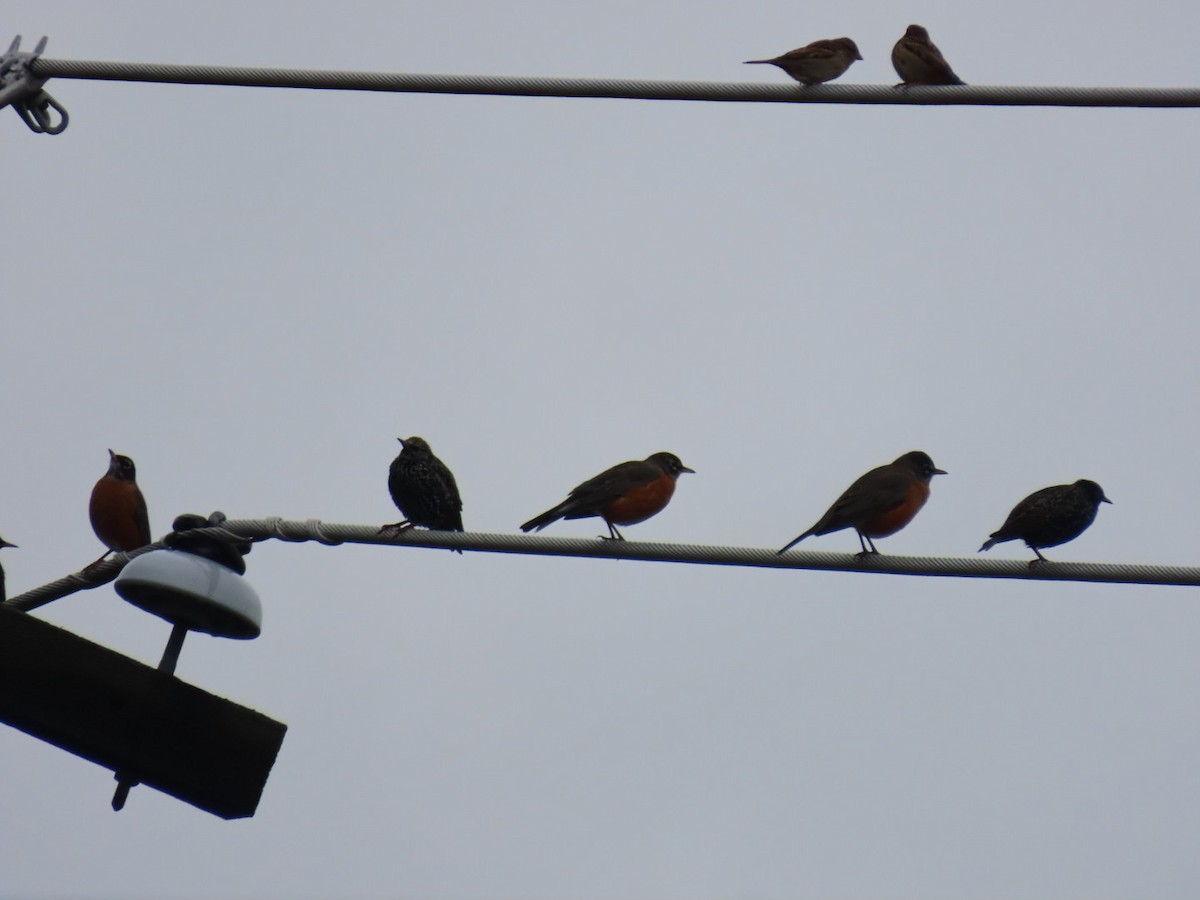 Estornino Pinto - ML646887137