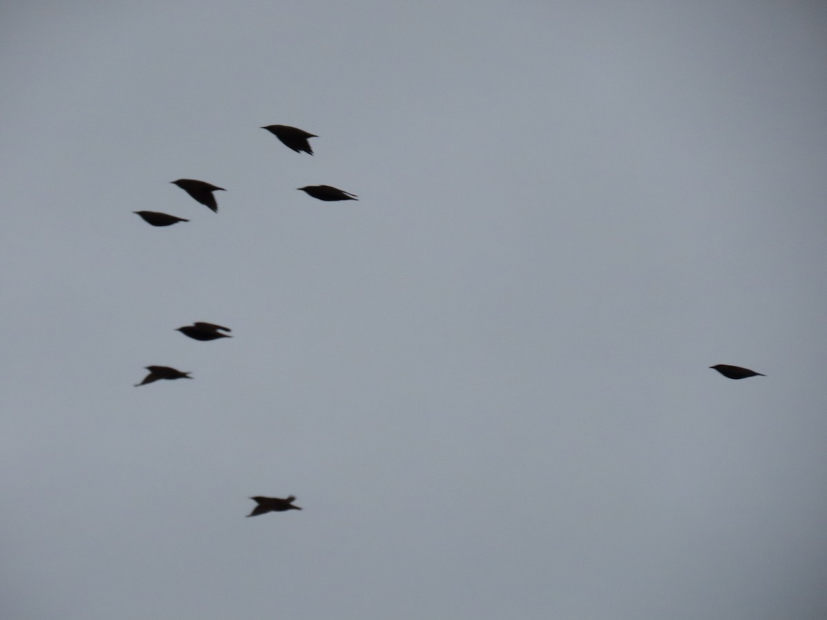 Estornino Pinto - ML646887138