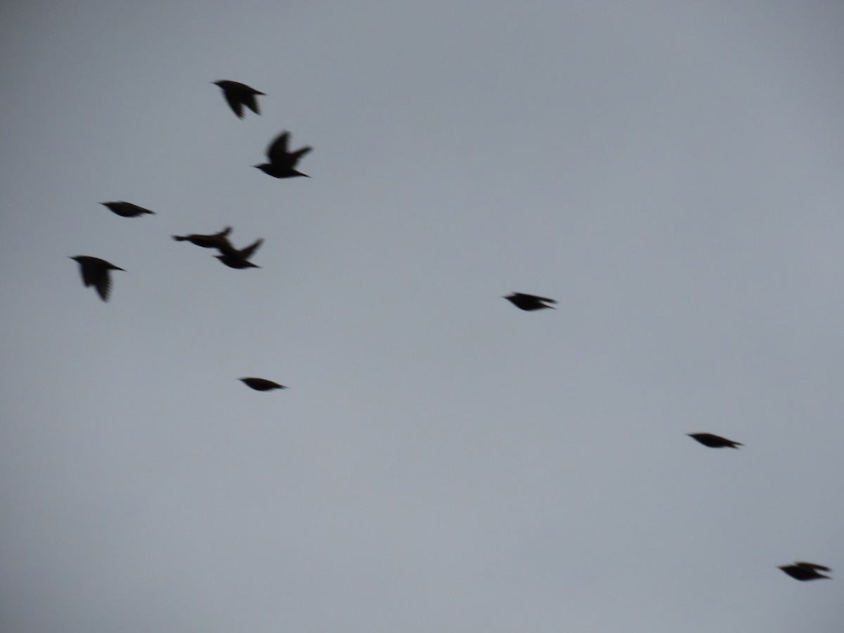 Estornino Pinto - ML646887139