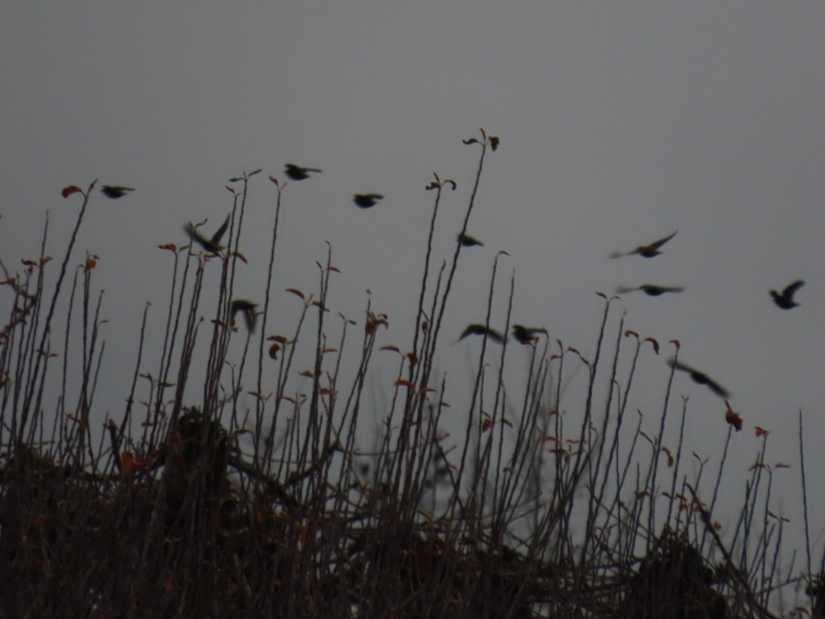 Estornino Pinto - ML646887140