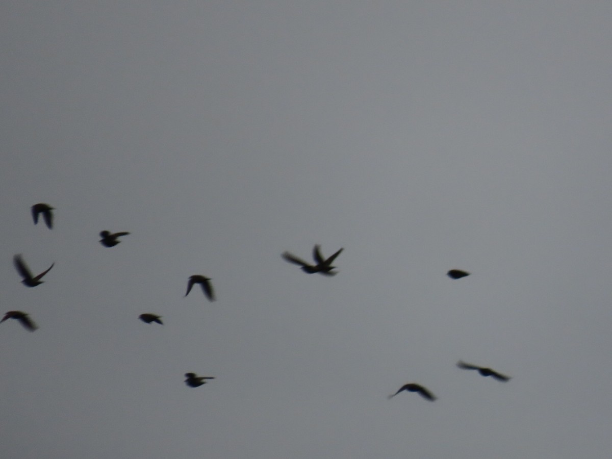 Estornino Pinto - ML646887141