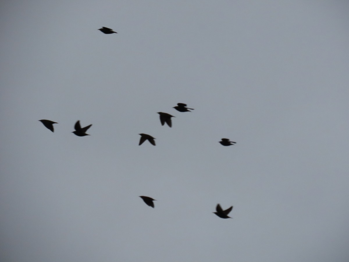 Estornino Pinto - ML646887142