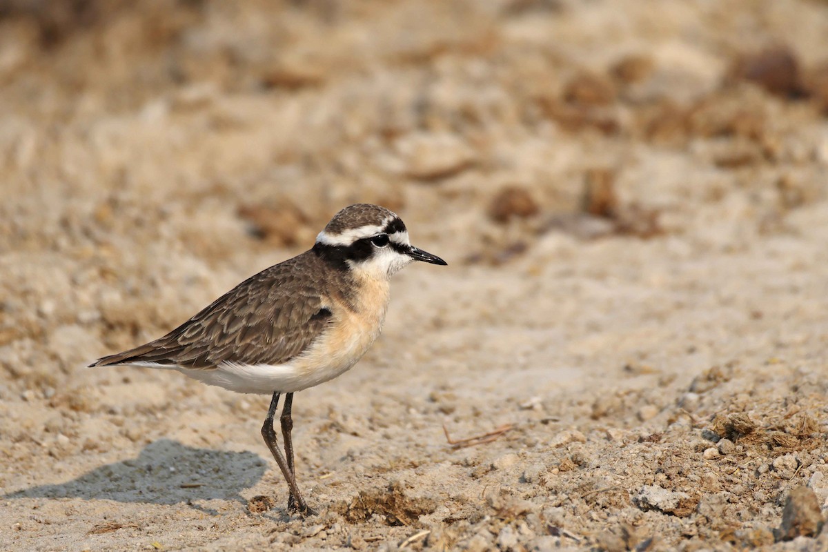 Chorlitejo Pecuario - ML646887143