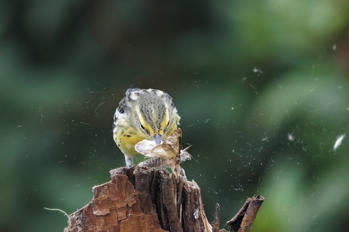 Reinita Gorjinaranja - ML646887144