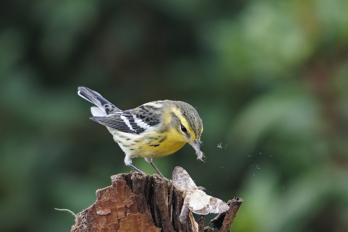 Reinita Gorjinaranja - ML646887145