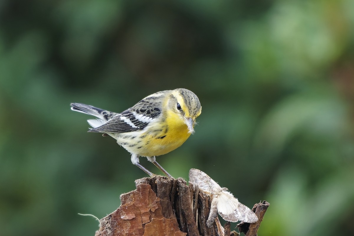 Reinita Gorjinaranja - ML646887146