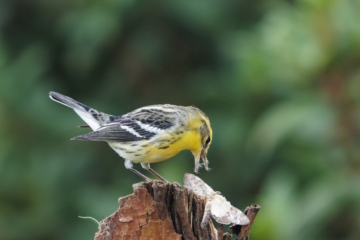 Reinita Gorjinaranja - ML646887147