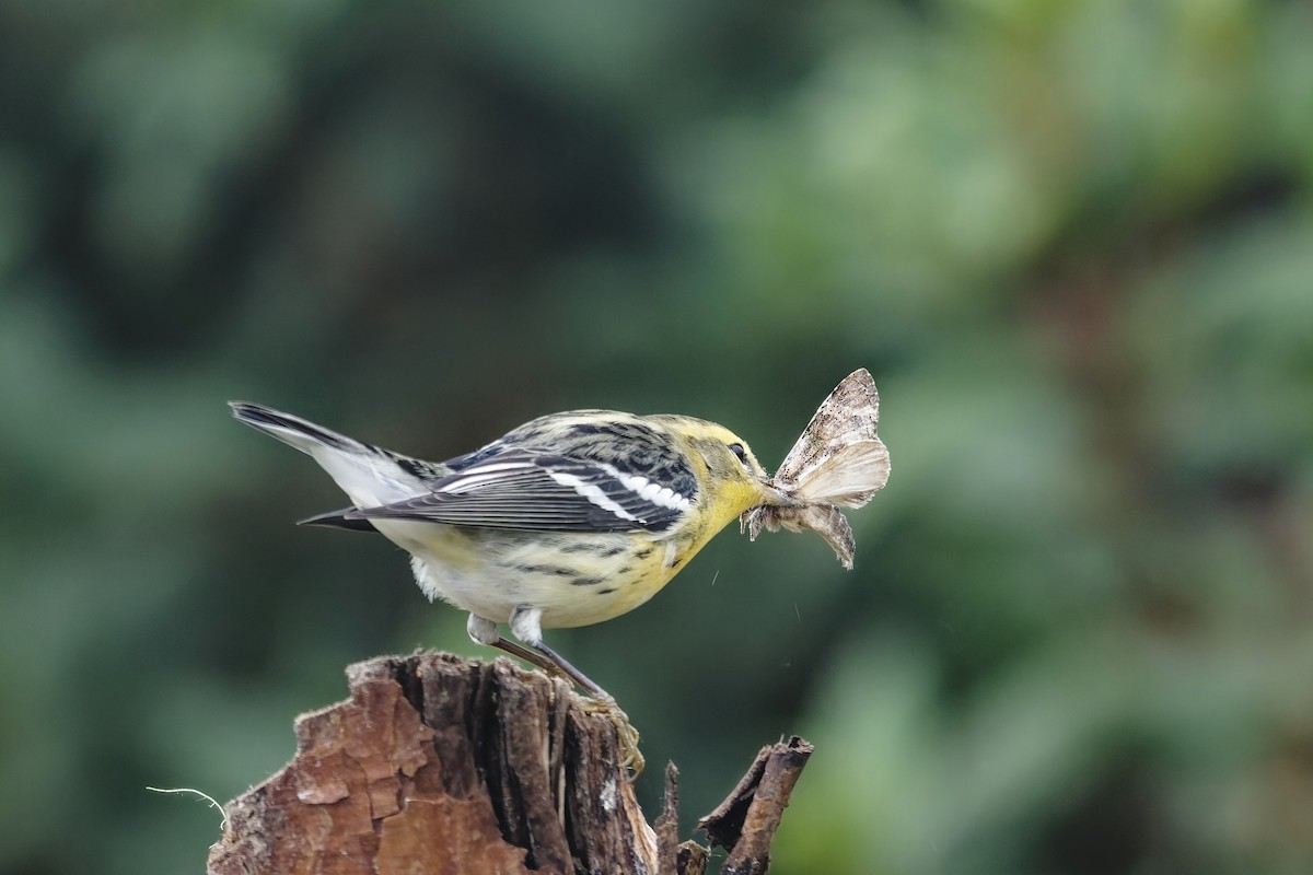 Reinita Gorjinaranja - ML646887150