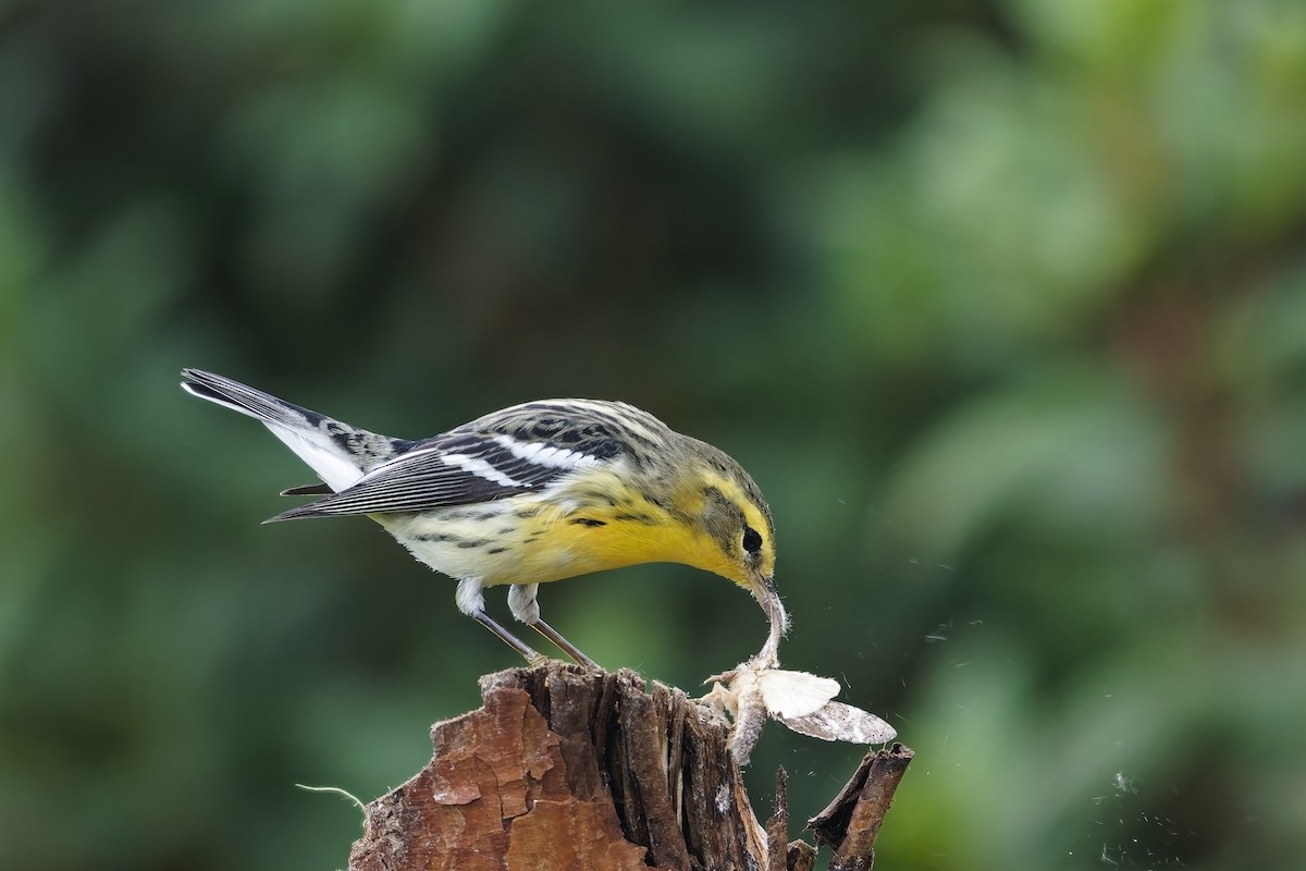 Reinita Gorjinaranja - ML646887151