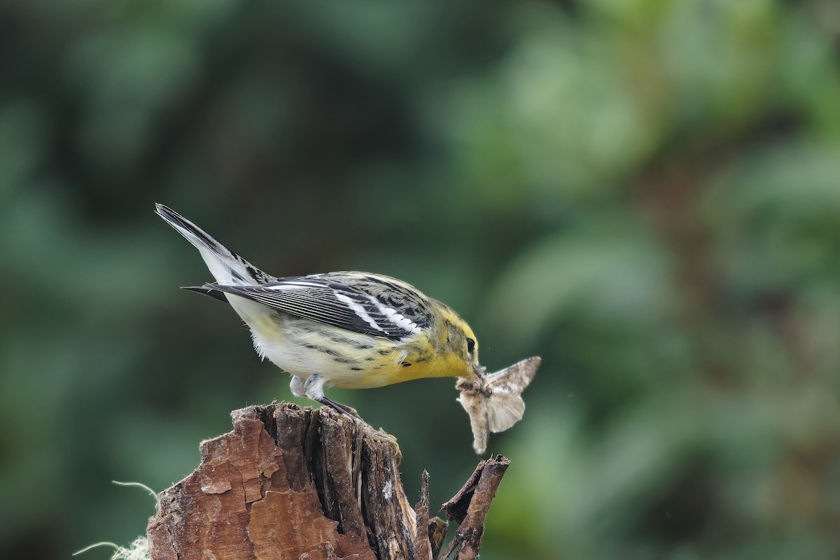 Reinita Gorjinaranja - ML646887152