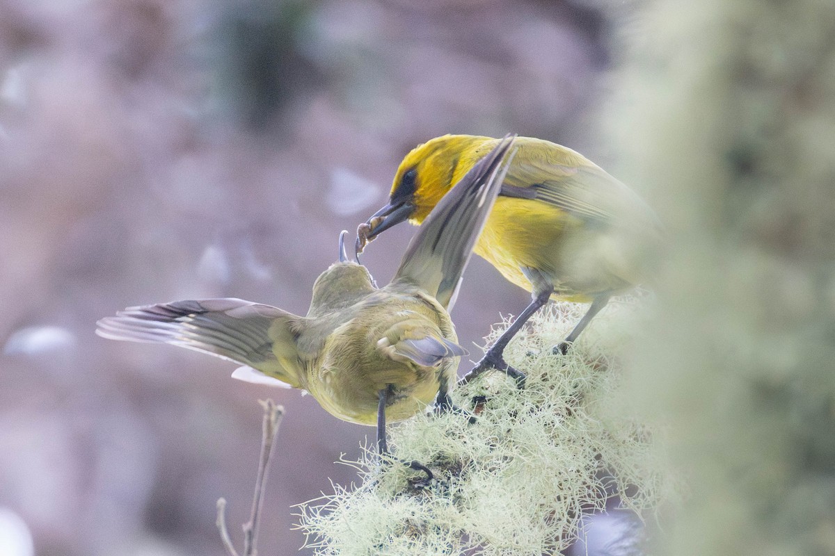 Akiapöleo - ML646887161